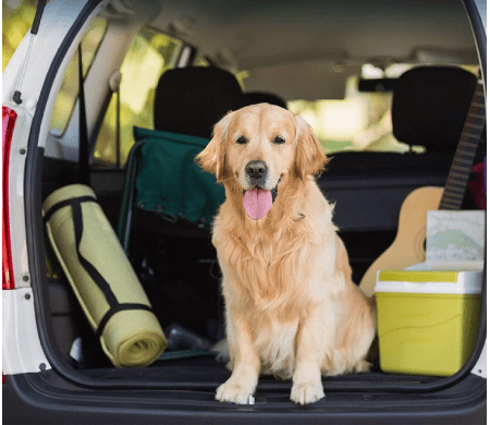 purificador aire para coche